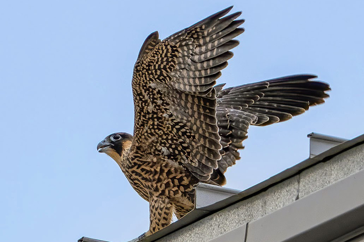 Luna, one of the new female falcons born in 2023, has landed on a campus building and is spreading her wings behind her.