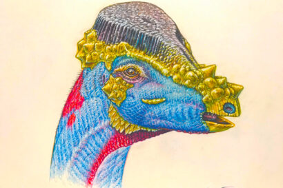 blue, red, yellow and purple drawing of the head and neck of a dome-headed dinosaur
