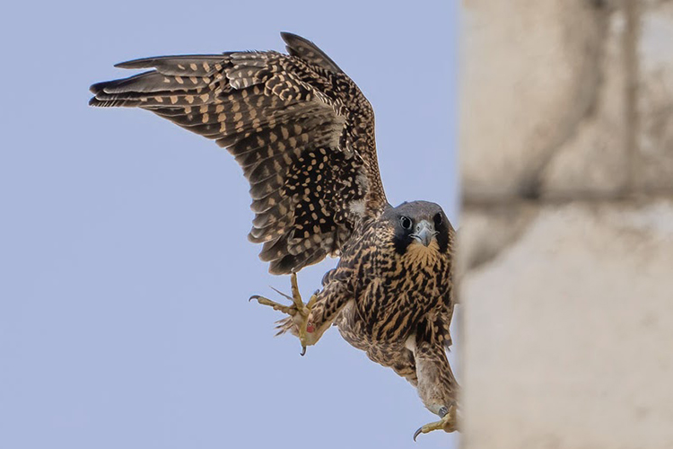 Rosa, one of the new female falcons hatched in 2023 tried landing on the Campanile.