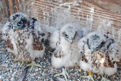 The three peregrine falcon chicks of 2023 in their gravel nest box on the tower wear different color tape on their legs to distinguish them from each other. Rosa has red, Luna has blue and Zephyr has yellow.