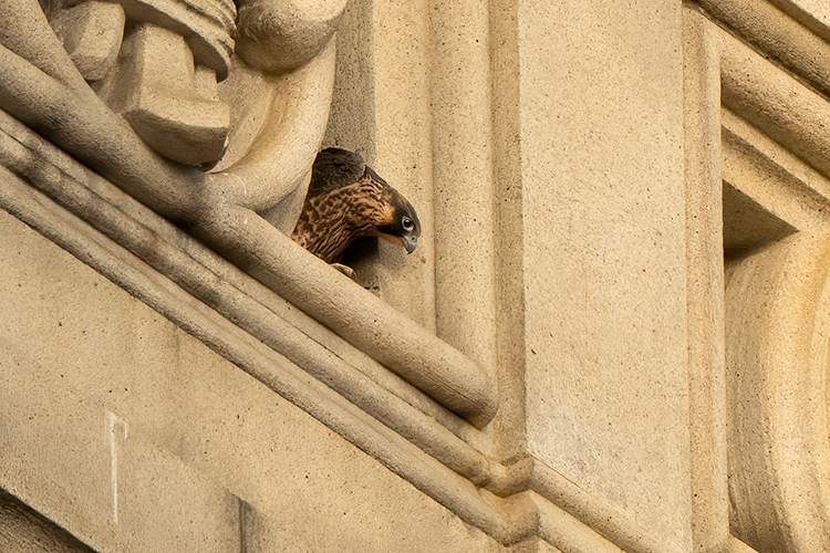 One of the young falcons, Zephyr, looks down from an opening in the Campanile's decorative fleur-de-lis ornamentation, still not ready to fly on his own.