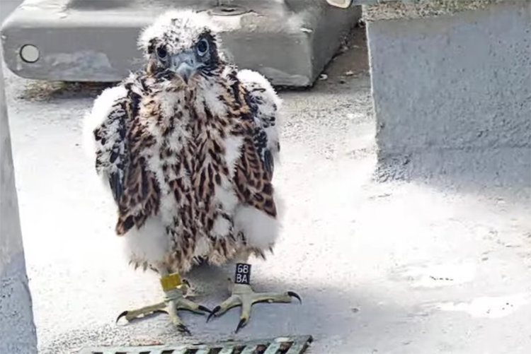 The new male falcon chick in the bell tower stands looking at the camera. He has a mixture of downy white feathers and new brown spotted wing and tail feathers.