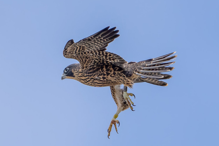 Zephyr, the new male falcon that hatched in April 2023, points his legs and talons down while preparing the land.