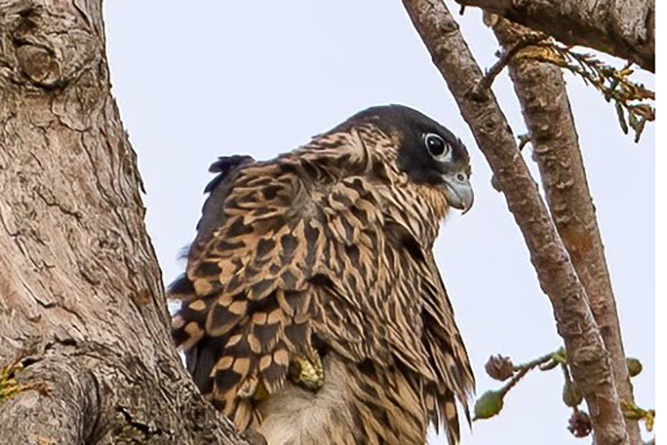 Zephyr, the male chick of 2023, sits in a tree on campus where he landed after a long day of flying.