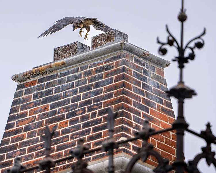 Zephyr, the male falcon chick, practices flying and lands atop South Hall, the oldest building currently on campus.