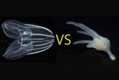 a comb jelly versus a sponge