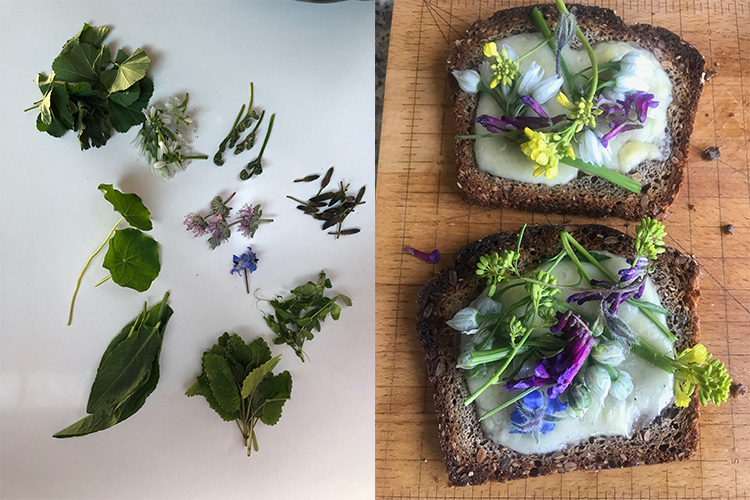 two photos, one on the left showing several pieces of plants, and another on the right showing some of those plants arranged on slices of bread.