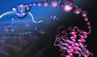 blue, pink and magenta figures illustrating the ribosome translation of mRNA into protein