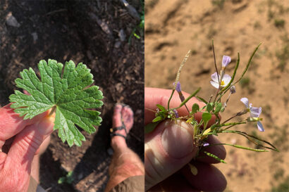 two side by side photos of a person holding pieces of plants