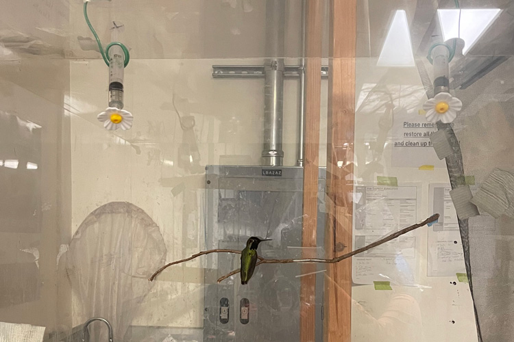 photo through glass of hummingbird deciding between two feeders