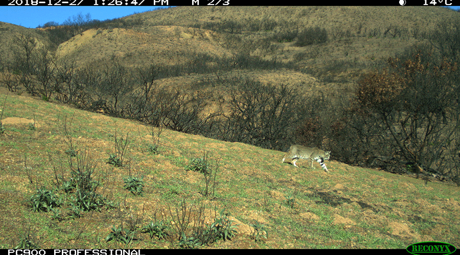 A camera trap photo shows a Bobcat walking across a hillside a few months after a wildfire. Green grass is growing on the ground but nearby shrubs and bushes are still burnt.