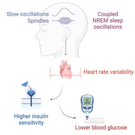 a graphic with a illustration of a person's head showing brain waves, then pointing to an illustration of a heart and insulin. the graphic shows how deep-sleep brain waves might affect the body's sensitivity to blood sugar.