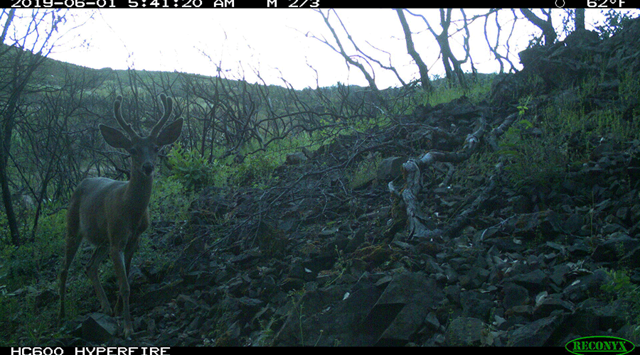 A camera trap photo shows a buck walking through a tangle of burnt shrubs.