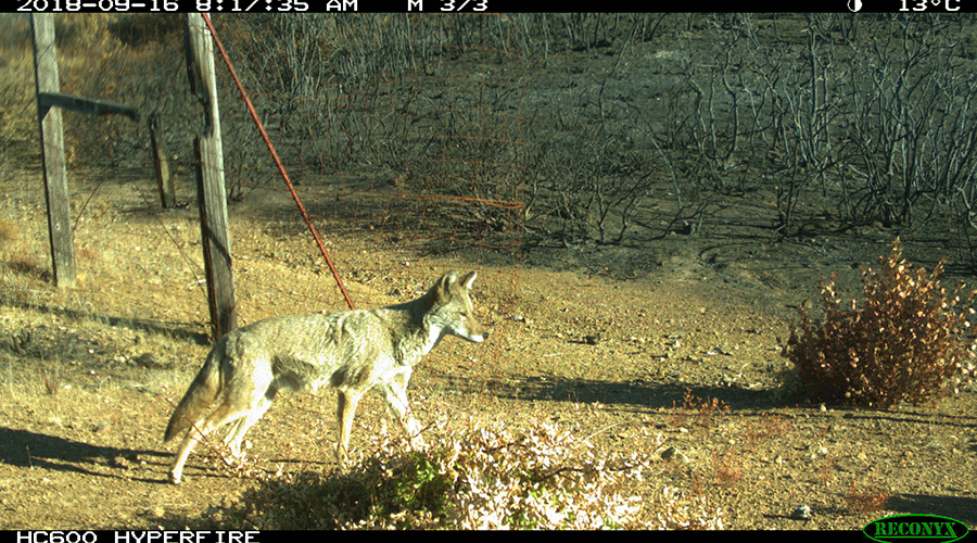 A camera trap photo shows a coyote walking across a burnt landscape.