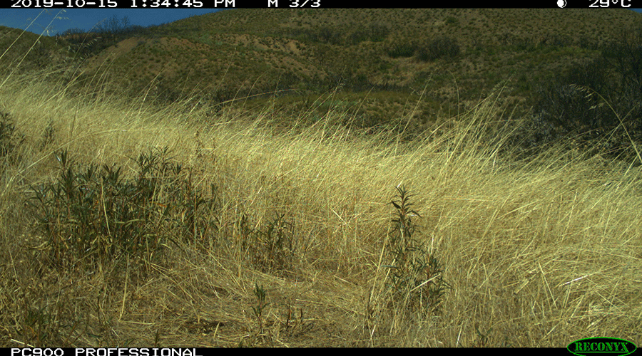 A camera trap photo shows a hillside covered in dense, golden grass.