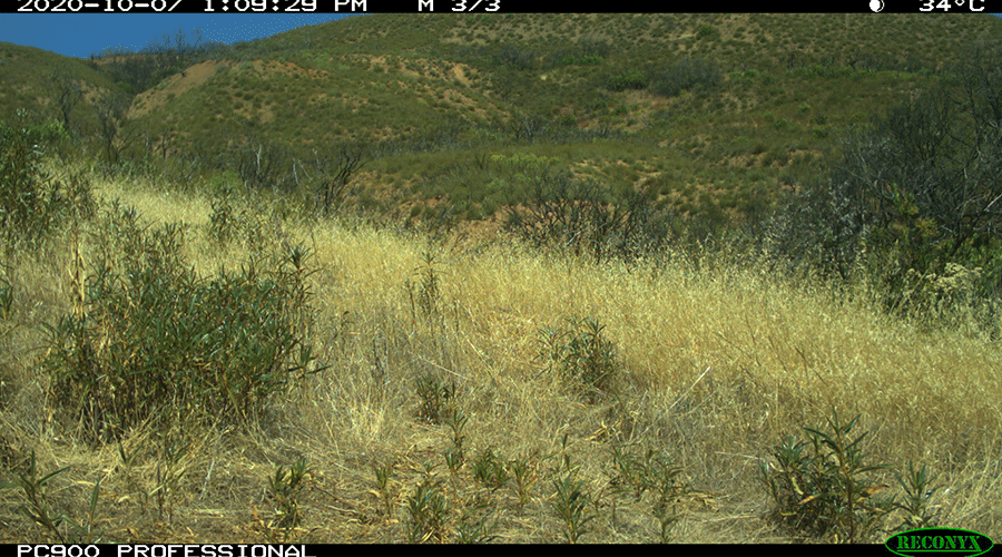 A camera trap photo shows a hillside covered in dense, golden grass, punctuated by green shrubs.