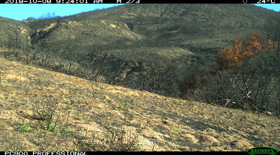 A camera trap photo shows a barren hillside where all of the plant life has been scorched.