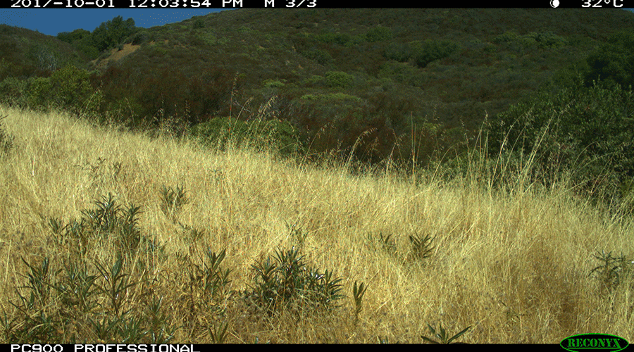 A camera trap photo shows a grassy hillside.