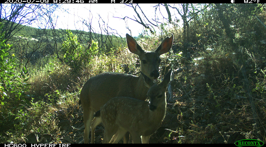 A camera trap photo shows a doe and a fawn walking through a tangle of shrubs that are starting to sprout new green leaves.