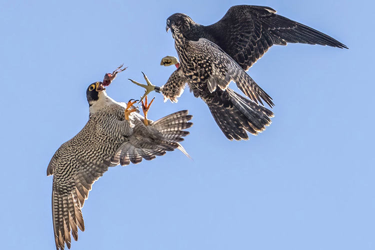 Male peregrine falcon Lou practices dropping prey to be caught in midair by Rosa, one of his 2023 offspring.