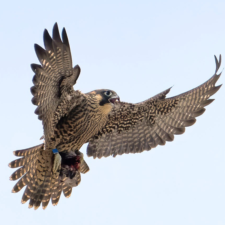 Luna, one of the young falcons of 2023, spreads her wings to reveal lots of spotted feathers.