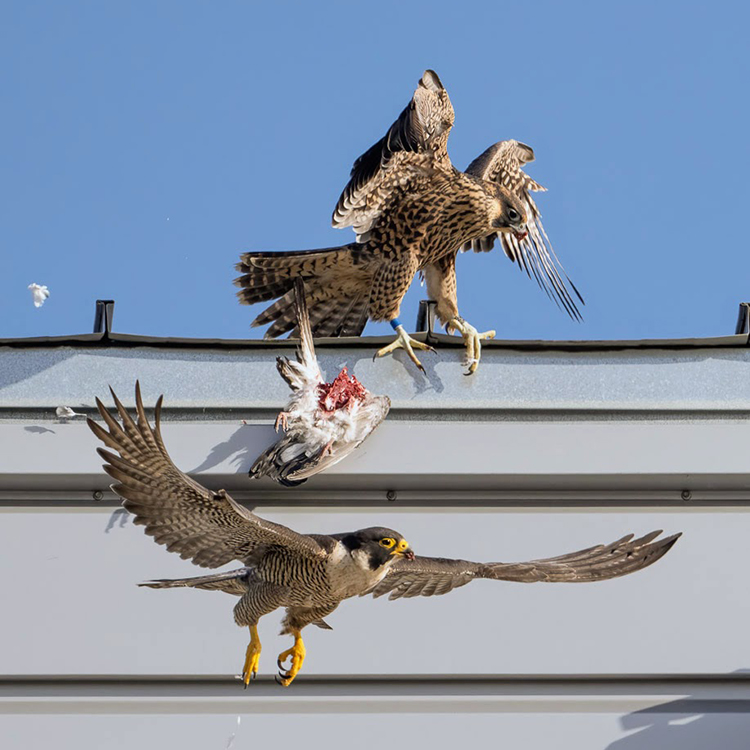 Annie, the mother falcon, practices exchanging prey with Luna, one of her female offspring of 2023.