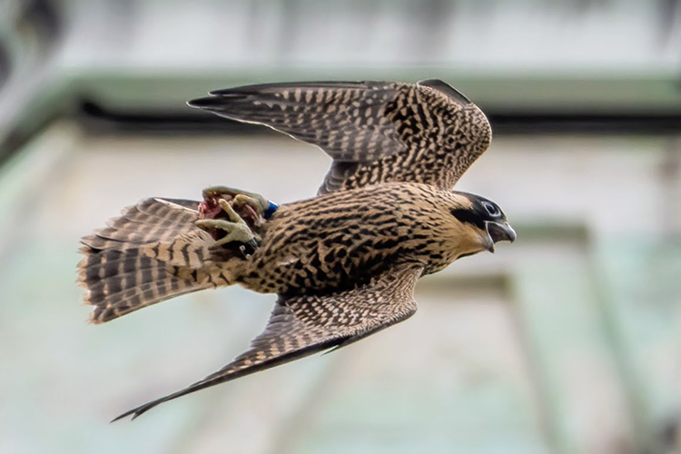 Luna, one of the peregrine falcons that hatched on the Campanile in 2023, flies through the skies above campus clutching prey.