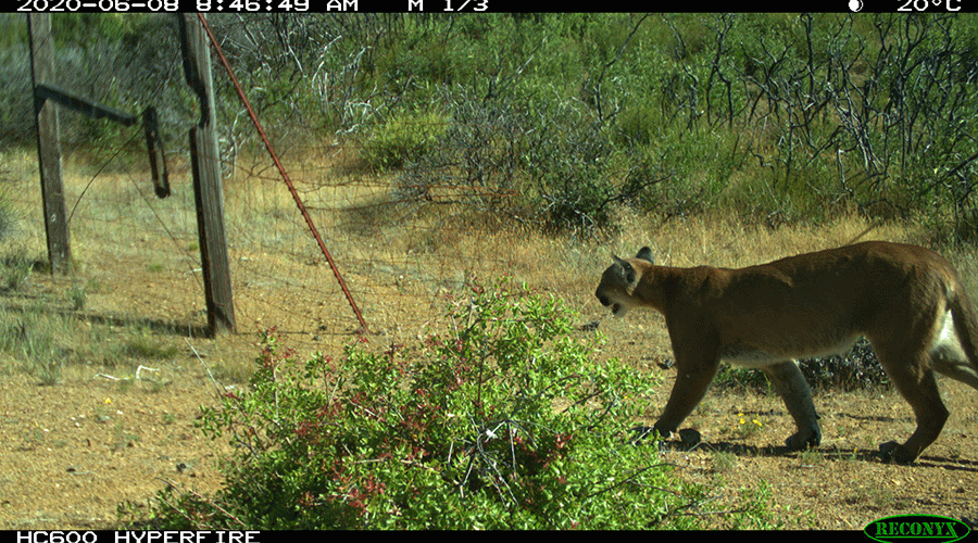 A camera trap photo shows a mountain lion walking through a grassy area surrounded by shrubs that are sprouting new green leaves.