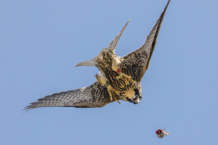 Rosa, one of the young female falcons of 2023, dives in the air for some prey dropped by her father, Lou.