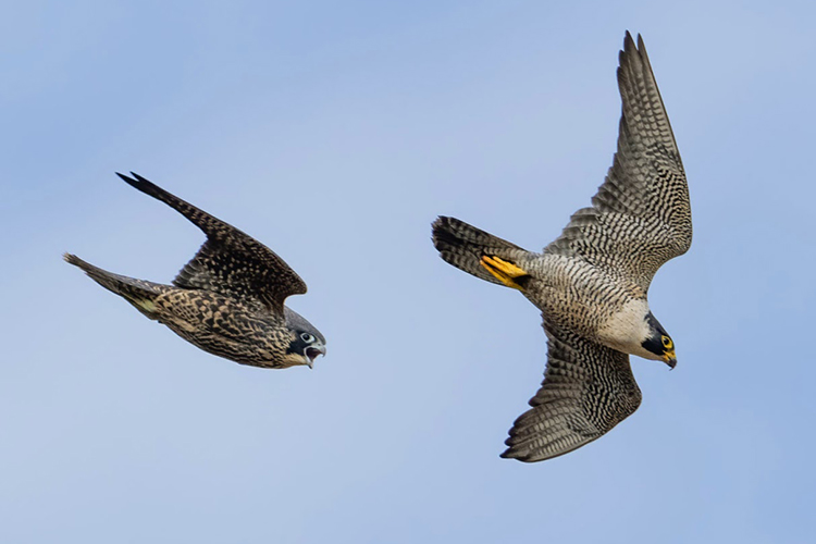 Zephyr, the young male falcon of 2023, chases his mother, Annie, through the skies above campus. She is much larger than he is.