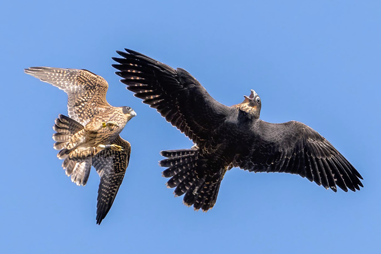 Two falcon offspring from 2023 fly next to each other above campus. The male is smaller and lighter in color than his sister.