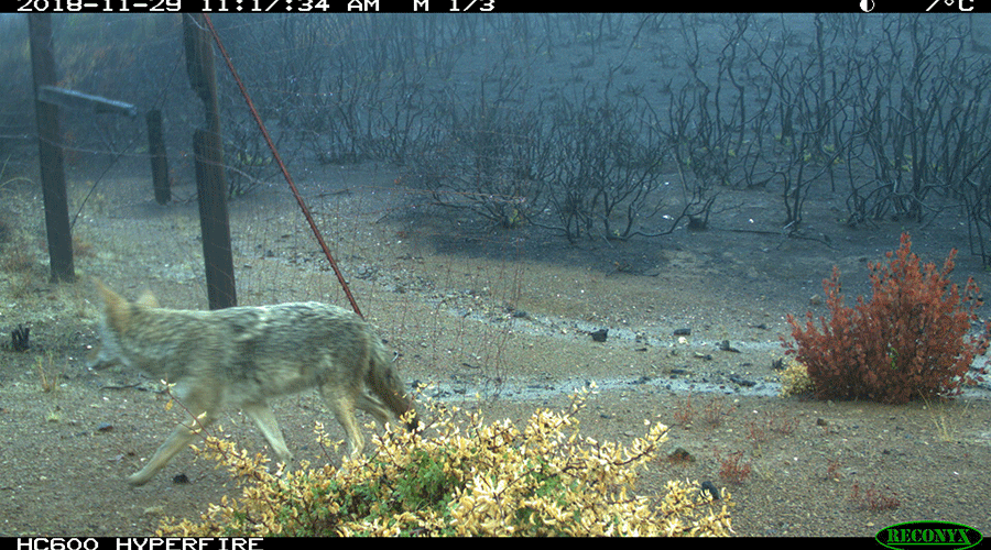 A camera trap photo shows a coyote walking across a burnt landscape.