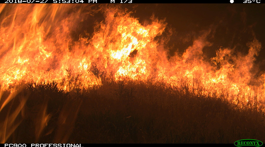 A camera trap photo shows massive flames erupting from a grassy hillside.