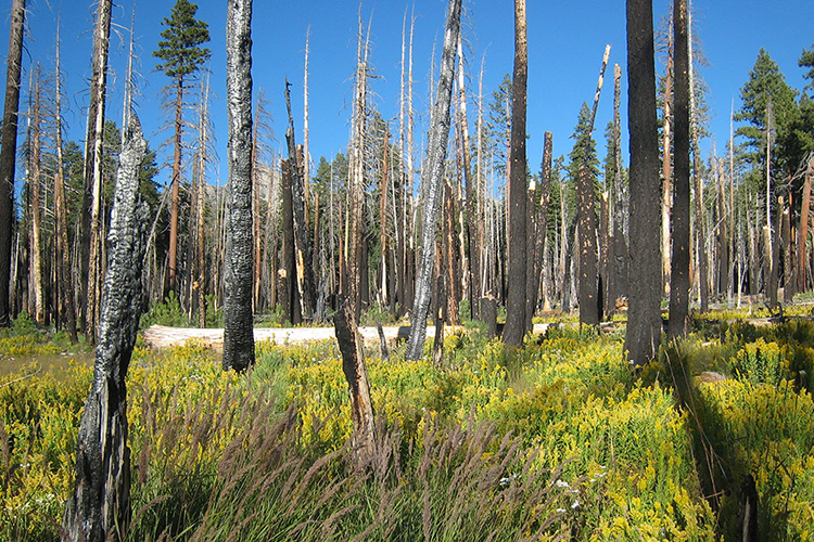 A meadow of yellow wildflowers among the burnt trunks of trees