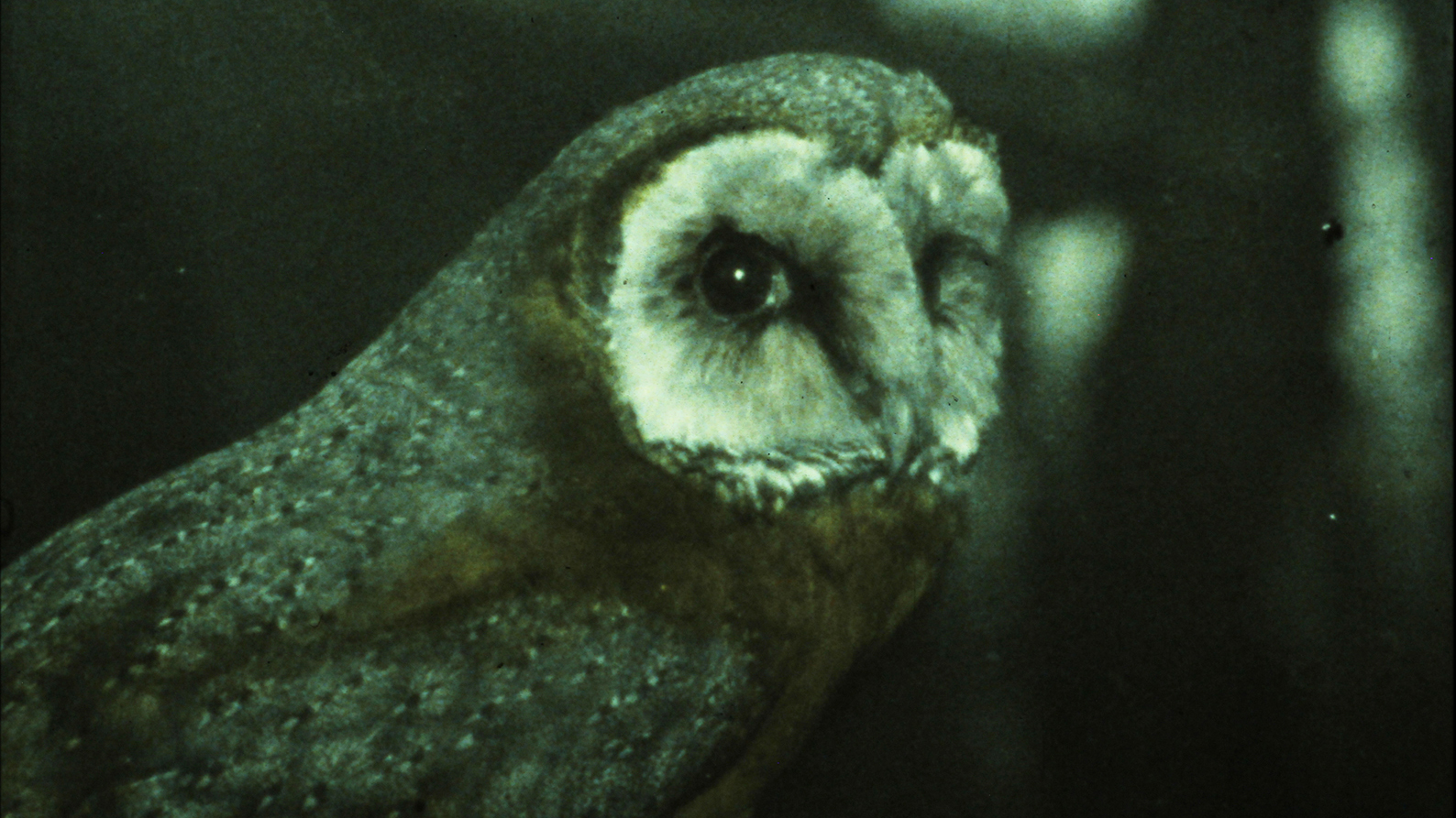 A green-toned photo of a close up of an owl staring at the camera outside.