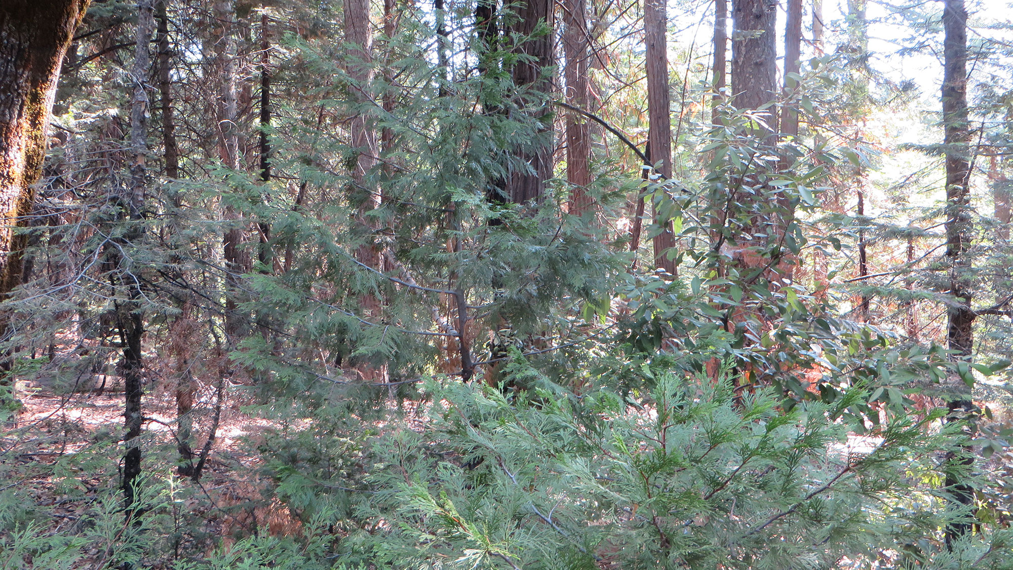 A photo of a section of a conifer forest. The forest floor is covered in dead sticks and debris, and small trees and vegetation are blocking the view.