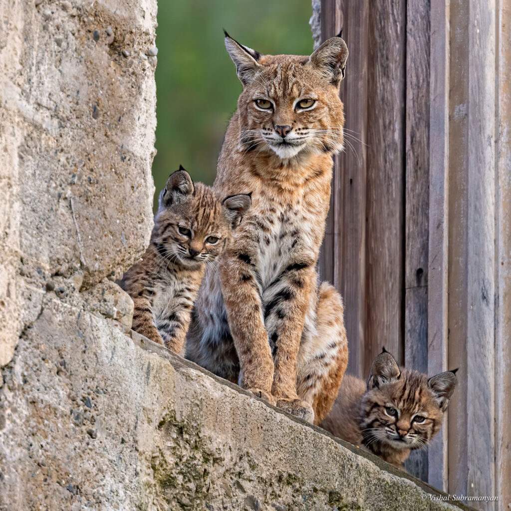 A bobcat, flanked by two kittens, sits in the opening of a decayed concrete building.