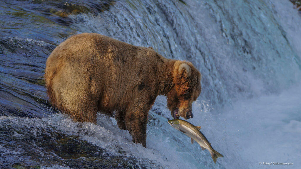 A brown bear standing on the edge of a small waterfall leans down to catch a jumping salmon in its mouth.