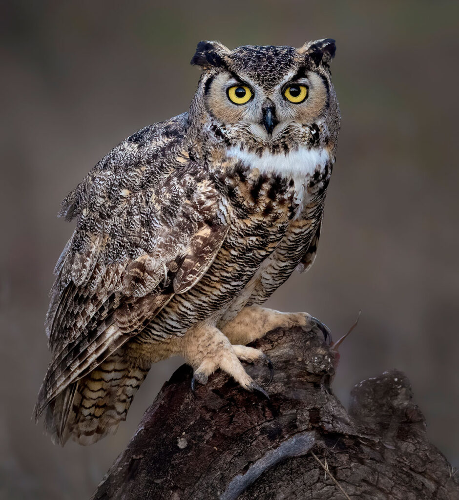 A great horned owl stands on a tree stump and gazes into the camera.