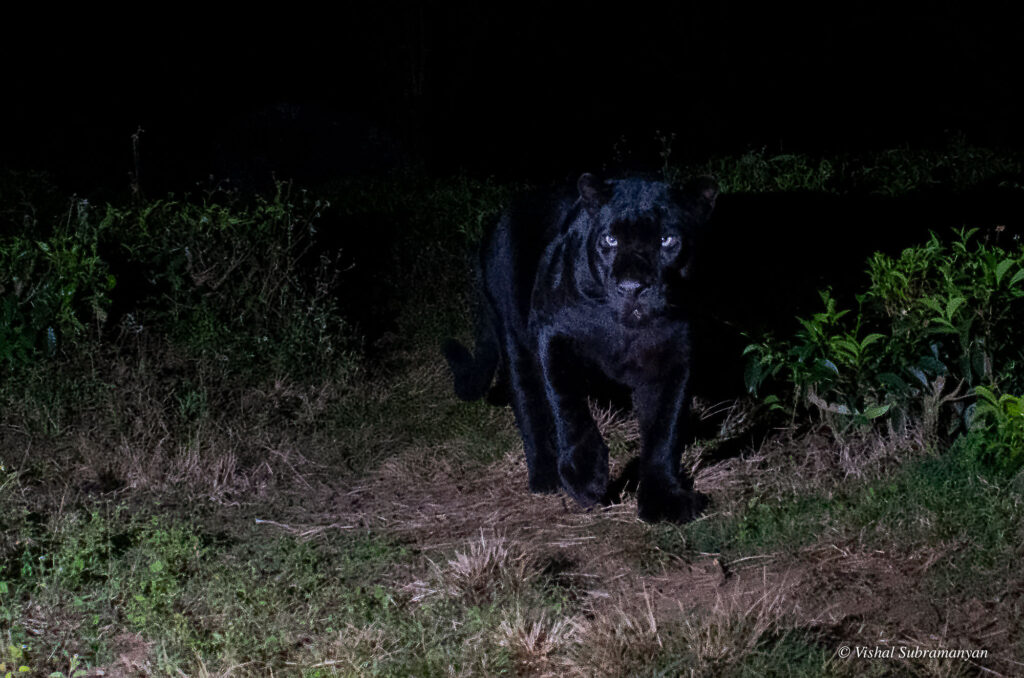 A black panther creeps through the forest at night.