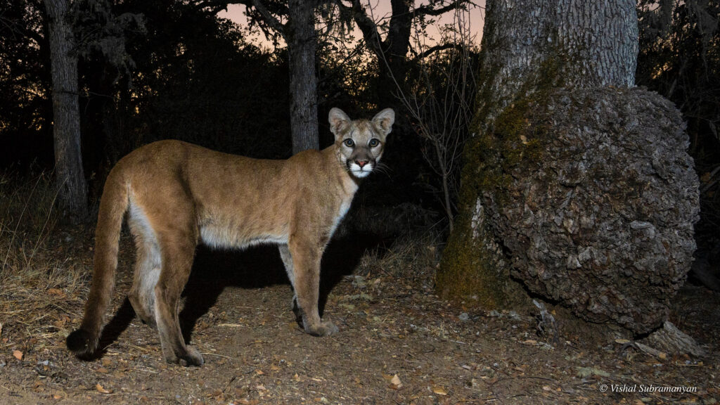 A mountain lion stands in a clearing among scraggly trees as the sun rises behind him.