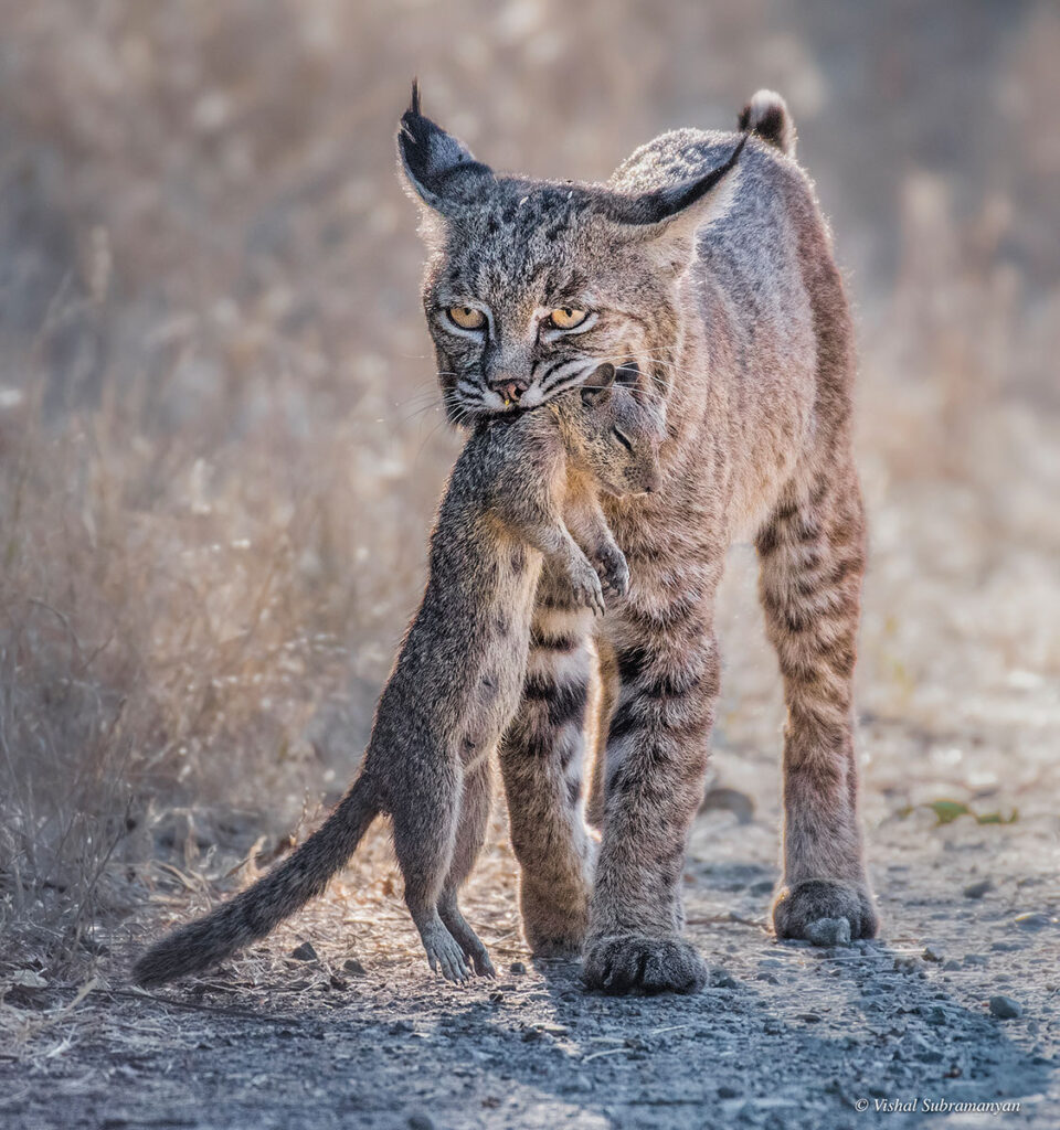 A bobcat carrying a dead squirrel in its mouth.