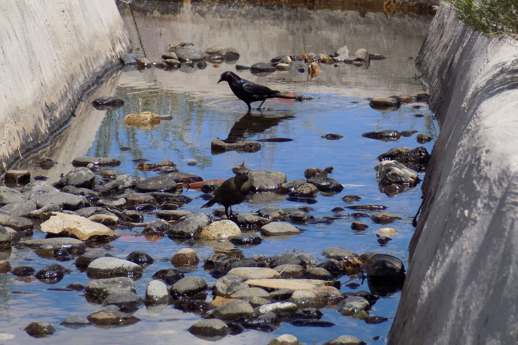 Two black birds stand on rocks within a concrete-lined stream bed.