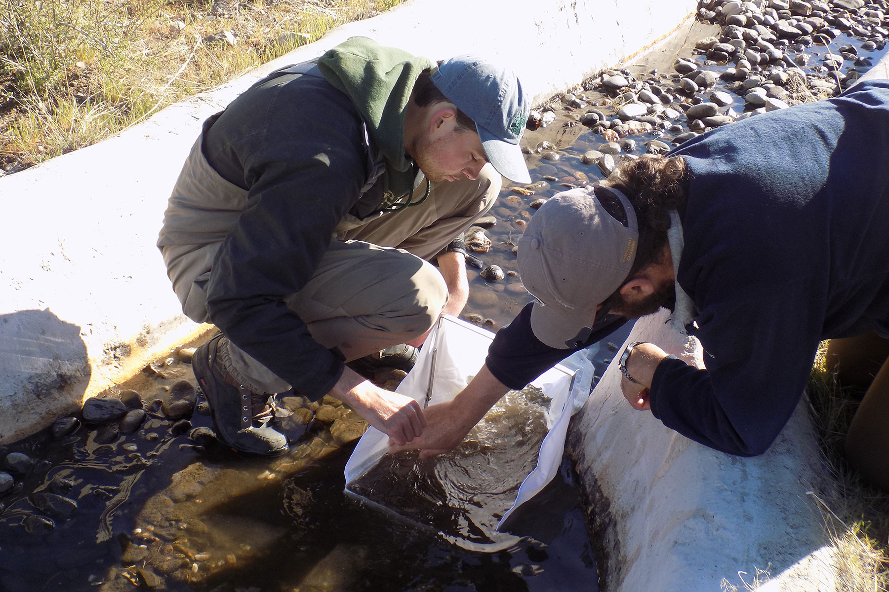 Two individuals lean over a concrete-lined stream bed. One is reaching out to pick something out of a white mesh net.