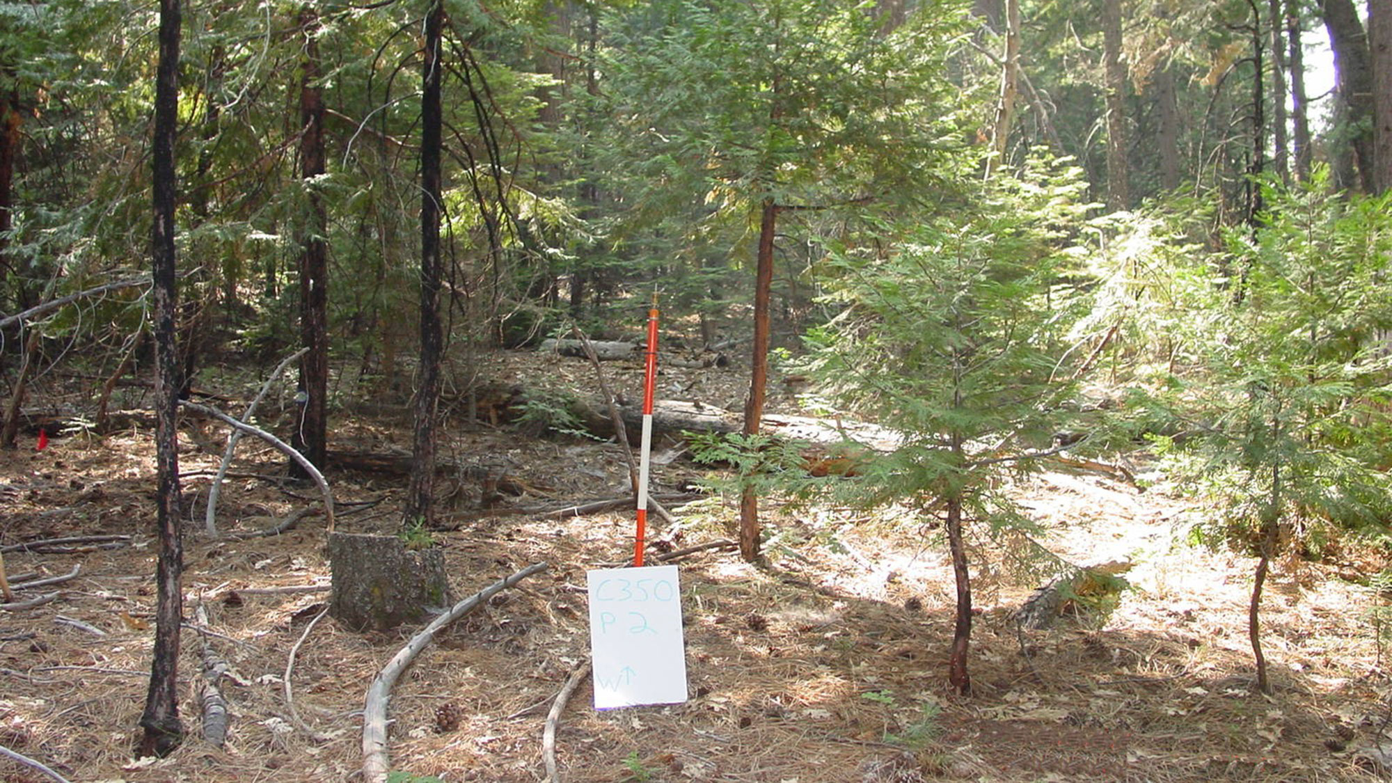 A photo of a section of a conifer forest. The forest floor is covered in dead sticks and debris, and small trees and vegetation are blocking the view.