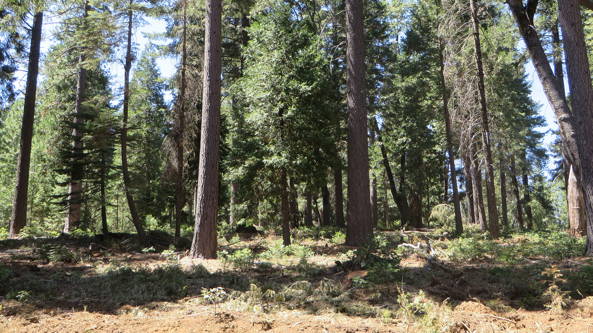 A photo of a portion of a conifer forest. The forest floor is relatively clear of debris and it is easy to see through the trees to other parts of the forest.