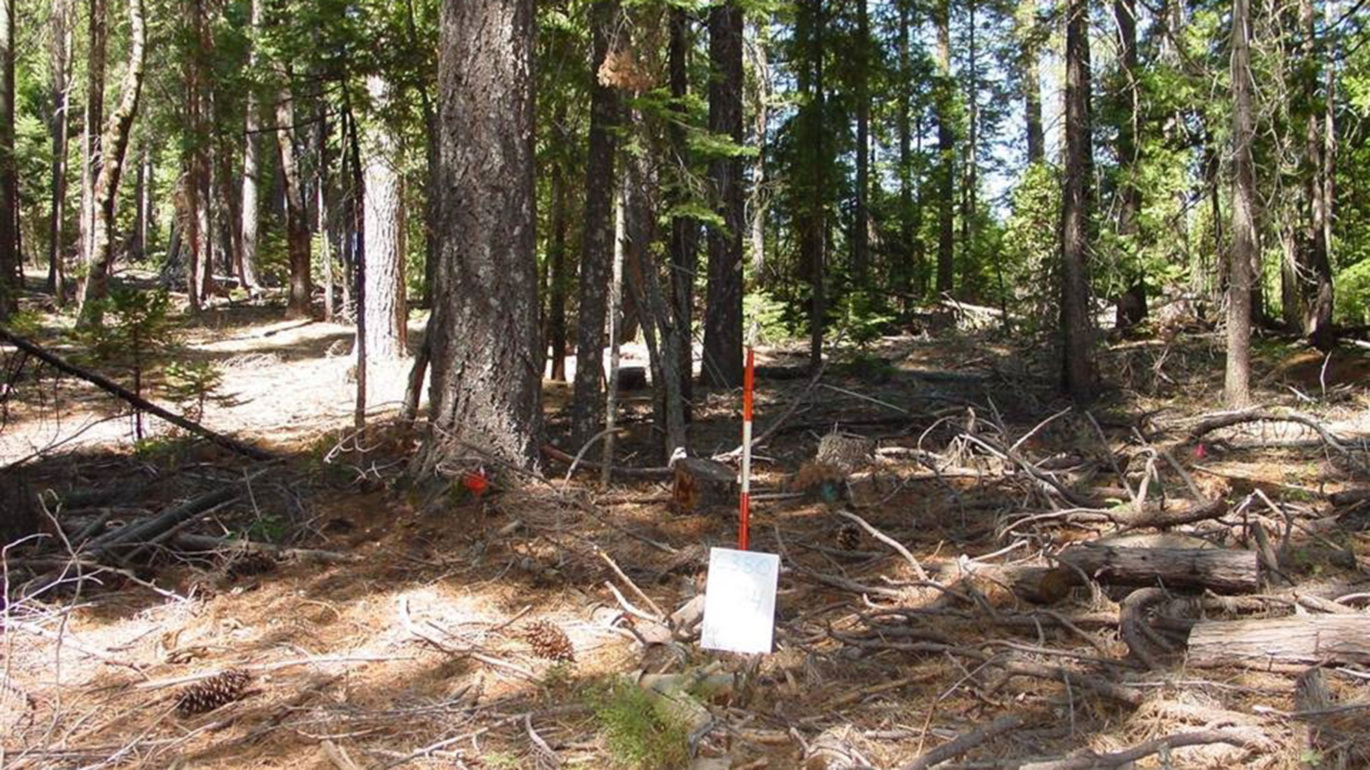 A photo of a section of a conifer forest. The forest floor is covered in dead sticks and debris, and small trees and vegetation are blocking the view.