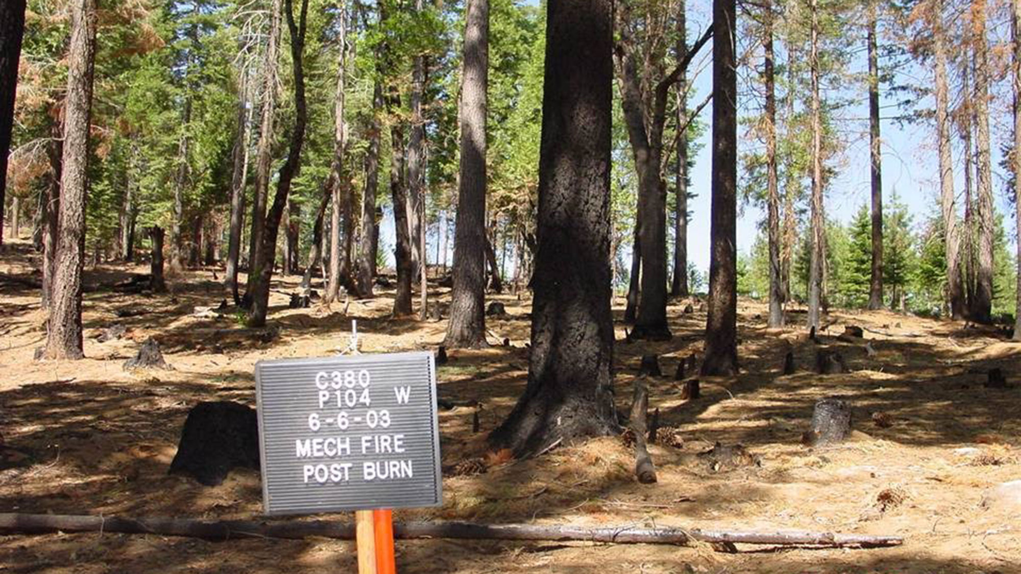 A photo of a section of a conifer forest. The forest floor is clear of dead sticks and debris. Blacked scorch marks extend from the ground up the sides of some of the tree trunks. A placard placed in front of the forest reads “C380, P104, 6-6-03, Mech Fire, Post burn.”