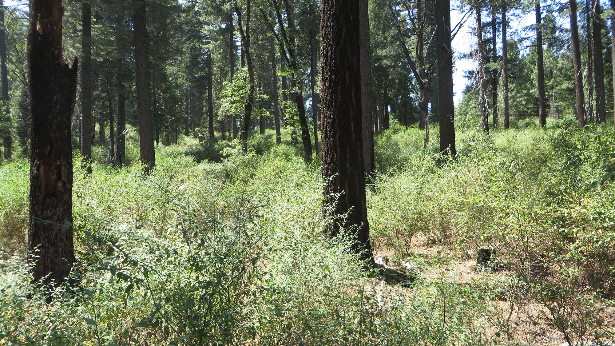 A photo of a section of a conifer forest on a sunny day. The forest floor covered in small green bushes, a few feet high.