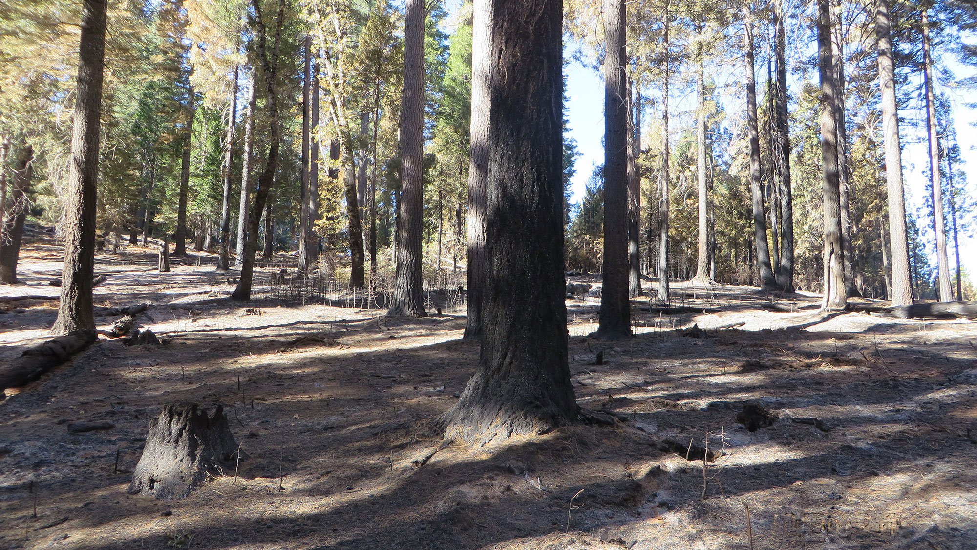 A photo of a section of a conifer forest. The forest floor is clear of dead sticks and debris. Blacked scorch marks extend from the ground up the sides of some of the tree trunks.